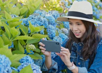 A woman photographs vibrant blue Tokyo hydrangeas along the stone steps of a traditional shrine in June.