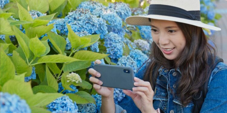 A_visitor_photographs_blue_hydrangeas_Tokyo_at_a_temple_garden-2 - TOKYOwebzine A woman photographs vibrant blue Tokyo hydrangeas along the stone steps of a traditional shrine in June.