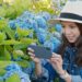 A woman photographs vibrant blue Tokyo hydrangeas along the stone steps of a traditional shrine in June.