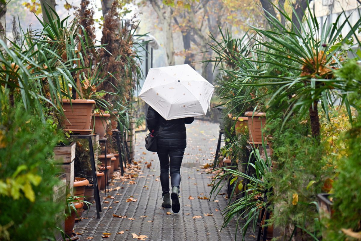 A visitor with an umbrella pauses to admire Tokyo hydrangeas in a lush city garden on a rainy June morning.