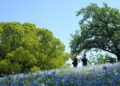 A woman walks through the blue nemophila day trip destination at Miharashi Hill in Hitachi Seaside Park, Ibaraki, Japan