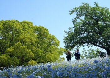A woman walks through the blue nemophila day trip destination at Miharashi Hill in Hitachi Seaside Park, Ibaraki, Japan