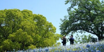 A woman walks through the blue nemophila day trip destination at Miharashi Hill in Hitachi Seaside Park, Ibaraki, Japan