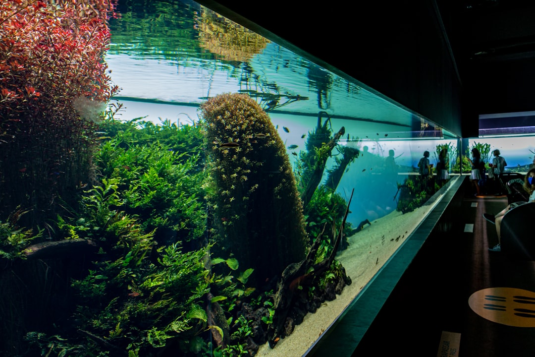 coloured light and fish tanks, experiencing the Art Aquarium Museum, one of Tokyo's most unusual Tokyo aquariums for children