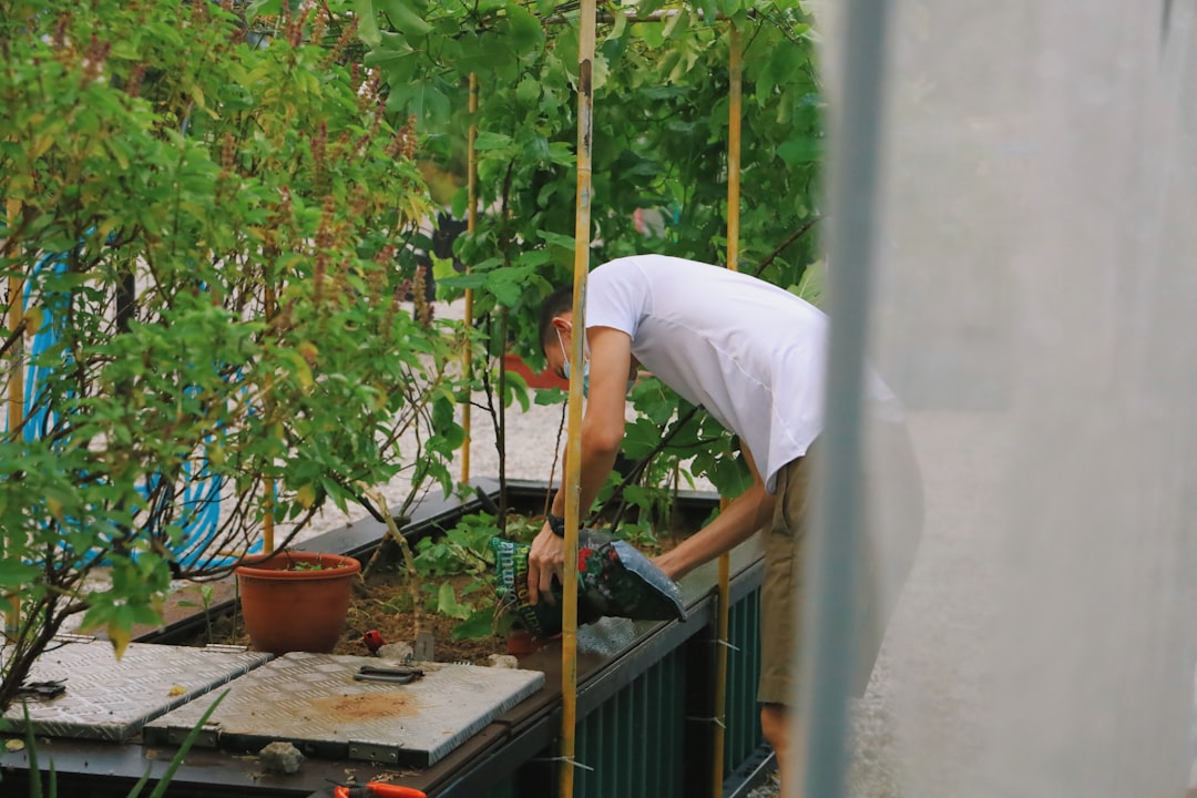 A person waters climbing vine plants on a Tokyo balcony, using a natural green curtain to reduce the electricity bill