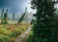 A traveler walking through cedar forest paths on a Nikko day trip, approaching the Toshogu Shrine complex