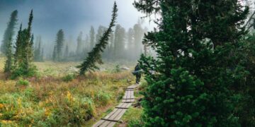A traveler walking through cedar forest paths on a Nikko day trip, approaching the Toshogu Shrine complex