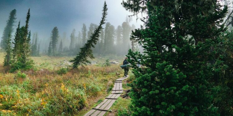 man-walking-in-cedar-forest-unsplash - TOKYOwebzine A traveler walking through cedar forest paths on a Nikko day trip, approaching the Toshogu Shrine complex