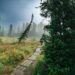 man-walking-in-cedar-forest-unsplash - TOKYOwebzine A traveler walking through cedar forest paths on a Nikko day trip, approaching the Toshogu Shrine complex
