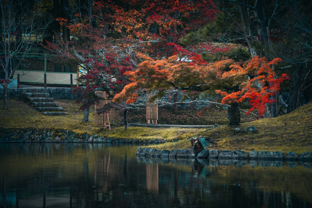 a koi pond during a Tokyo parks walking circuit, pausing to admire the seasonal foliage reflected in still water.