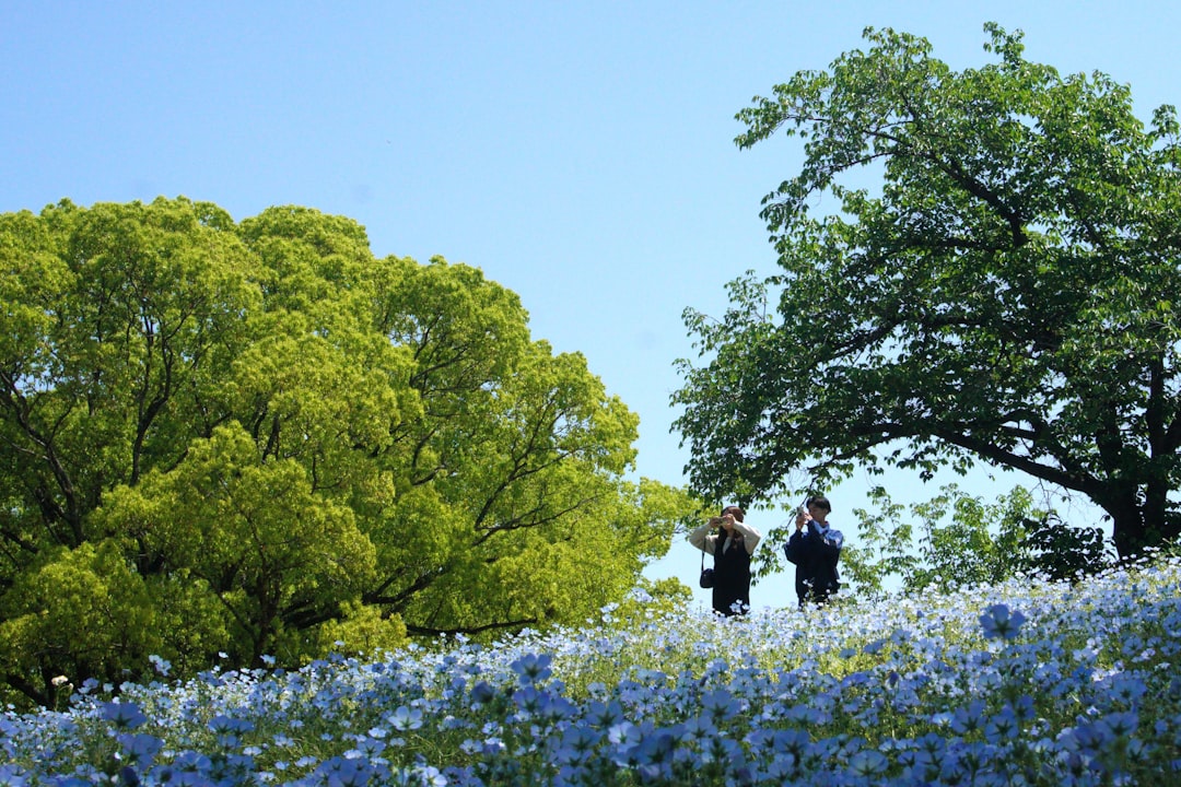 Una donna cammina attraverso la destinazione della gita in giornata alle nemofile blu su Miharashi Hill nell'Hitachi Seaside Park, Ibaraki, Giappone.