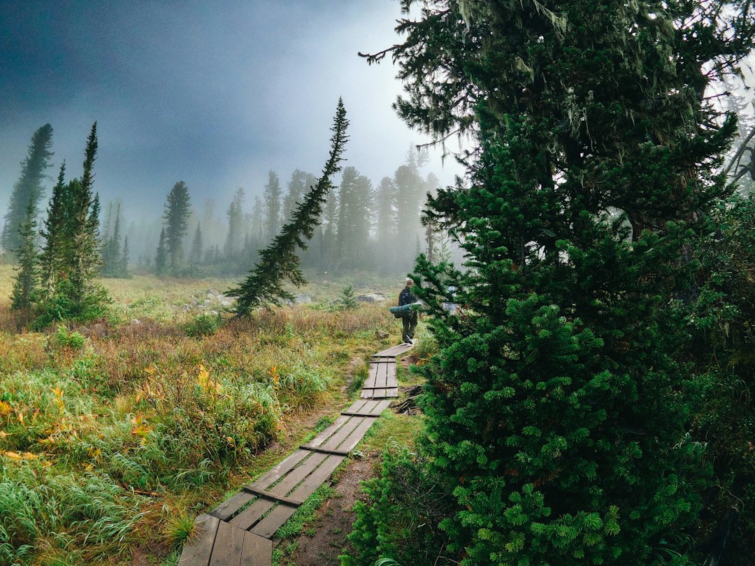 Un viaggiatore che cammina lungo sentieri di foresta di cedri in una gita a Nikko, avvicinandosi al complesso del Santuario Toshogu.